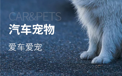 汽车宠物